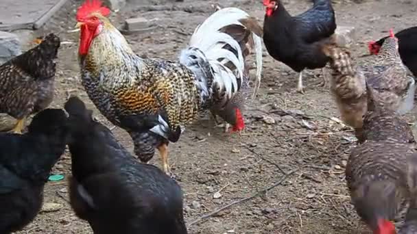 Gallo y gallinas picoteando grano — Vídeo de stock