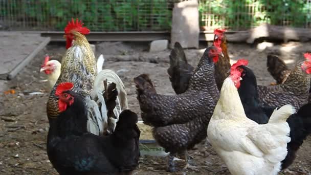 Gallo y gallinas picoteando grano — Vídeo de stock