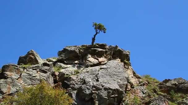 Arbre solitaire poussant sur le rocher, le pouvoir de la vie — Video