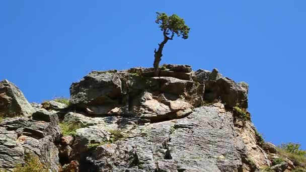 Albero solitario che cresce sulla roccia, il potere della vita — Video Stock