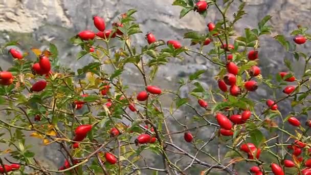 Bayas maduras rosa mosqueta roja en una rama, cosecha de otoño — Vídeo de stock