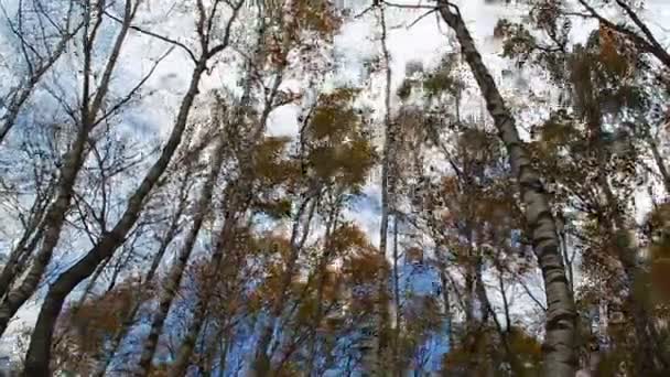 Wind schüttelt riesige Birke mit gelben Blättern im Wald — Stockvideo