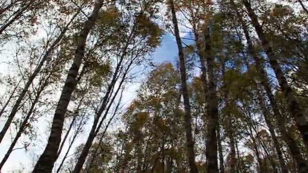 Le vent secoue un immense bouleau aux feuilles jaunes dans la forêt 