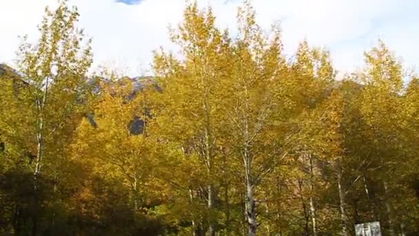 Le vent secoue un immense bouleau aux feuilles jaunes dans la forêt 