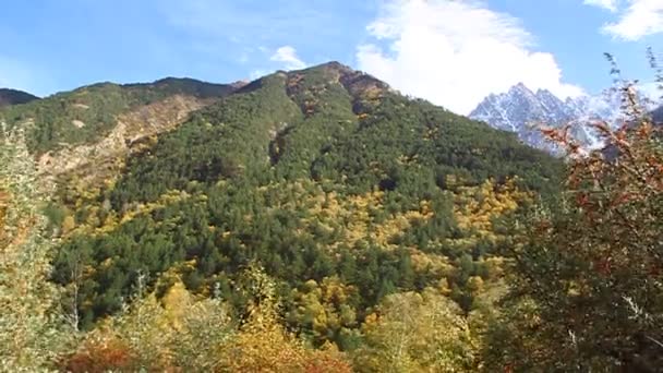 Vítr se třese obrovské bříza s žluté listí v lese — Stock video