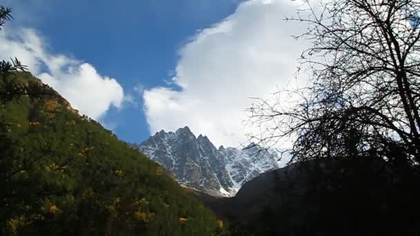 El viento sacude abedul enorme con hojas amarillas en el bosque — Vídeo de stock