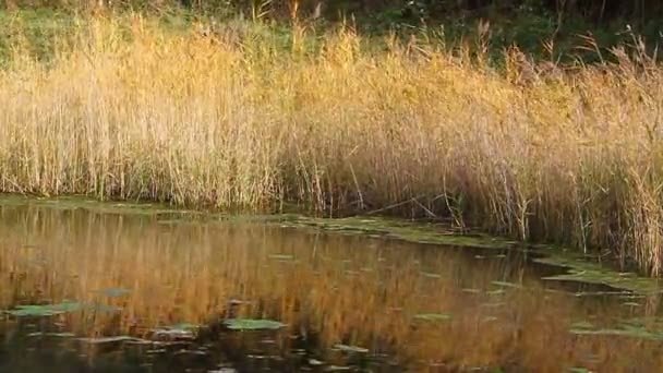 Wind shakes huge birch with yellow leaves in the forest — Stock Video