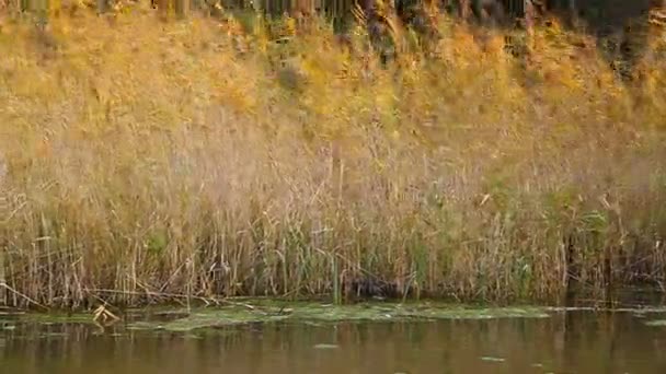 Wind shakes huge birch with yellow leaves in the forest — Stock Video