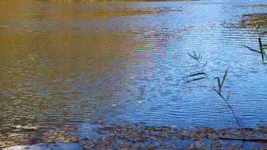 plaj ve Uzaktan karla kaplı tepeler üzerinde sarı ağaçları ile güzel bir göl