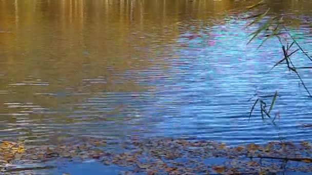 Un hermoso lago con árboles amarillos en la playa y picos nevados en la distancia — Vídeos de Stock