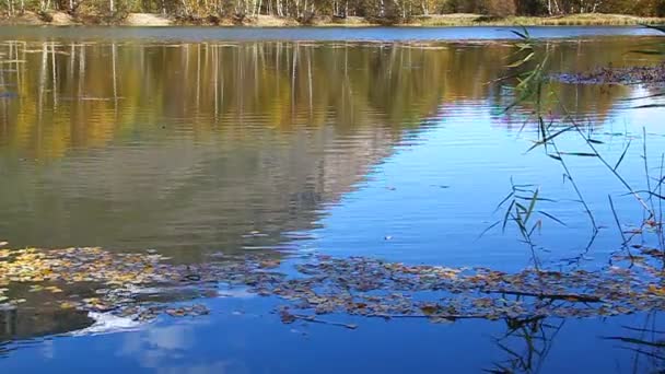 A beautiful lake with yellow trees on the beach and snow-capped peaks in the distance — Stock Video