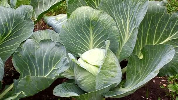 Cabbage growing in the garden — Stock Video