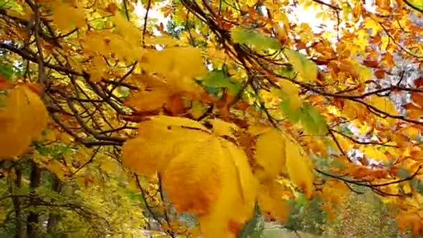 Žluté listy, pohupování ve stromu, zblízka — Stock video