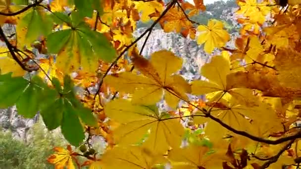 Feuilles jaunes se balançant dans l'arbre, gros plan 