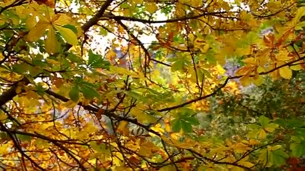 Folhas amarelas balançando na árvore, de perto — Vídeo de Stock