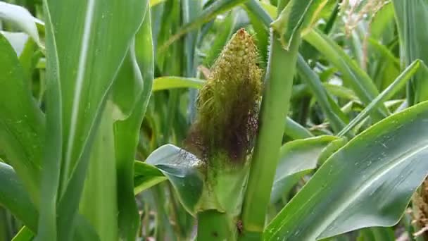 Mais wächst auf dem Feld — Stockvideo