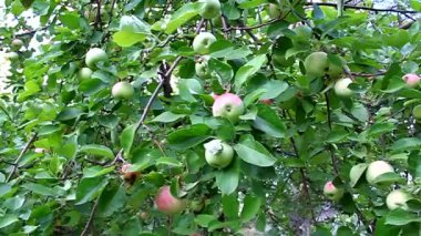 bahçede bir ağaç dalına asılı elma