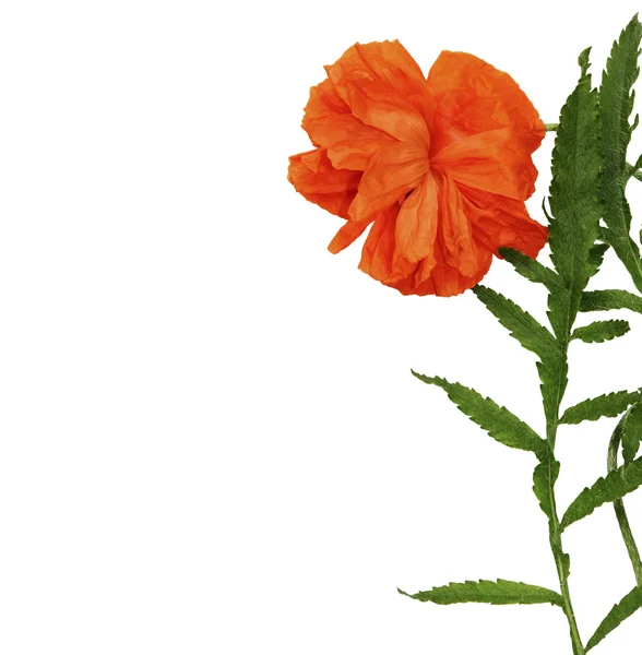 Decorative poppy flower on a white background — Stock Photo, Image