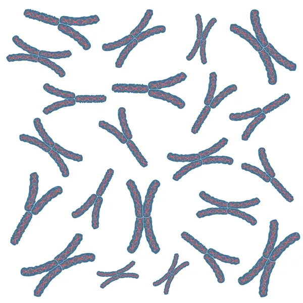 Chromosomen. — Stockvector