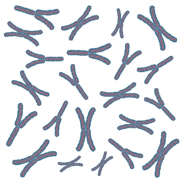 Chromosomes.