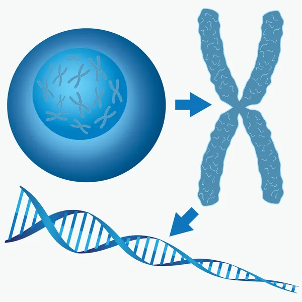 Hücredeki DNA. Stok Illüstrasyon