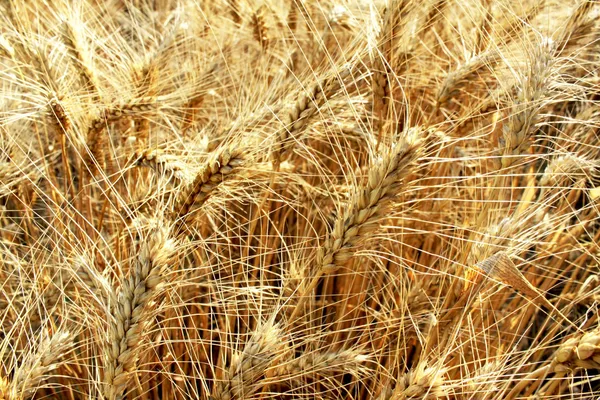 Grain field — Stock Photo, Image