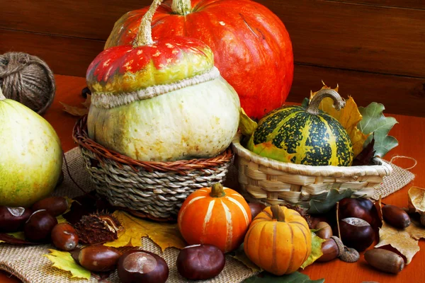 Assortment of autumn pumpkins — Stock Photo, Image
