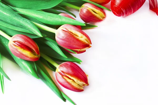 Букет красных тюльпанов — стоковое фото