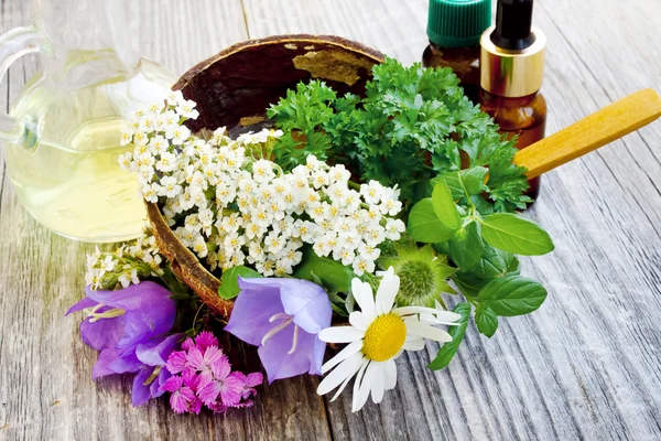 Plantas medicinales — Foto de Stock