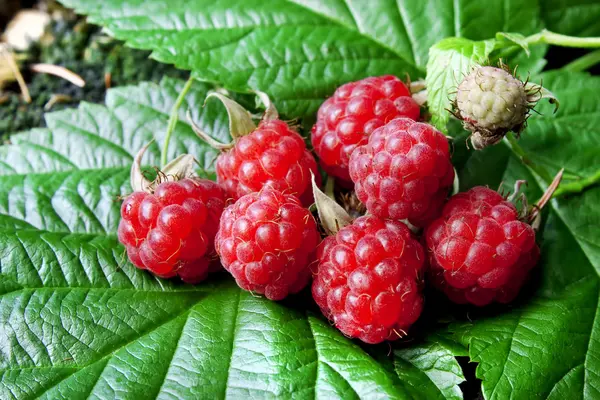 Raspberry fruits — Stock Photo, Image