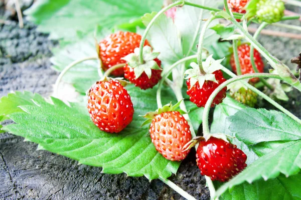 Wild Strawberries — Stock Photo, Image