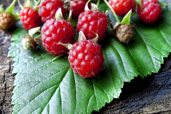 Himbeerfrüchte — Stockfoto