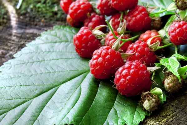 Raspberry fruits — Stock Photo, Image