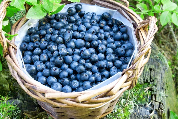Blueberries basket — Stock Photo, Image