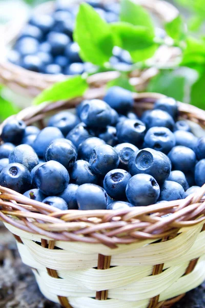 Blaubeeren Nahaufnahme — Stockfoto