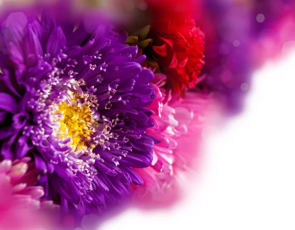 Chrysanthemum höst blommor design — Stockfoto