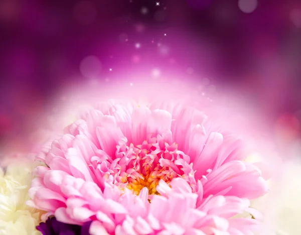 Chrysanthemen magisches Design — Stockfoto