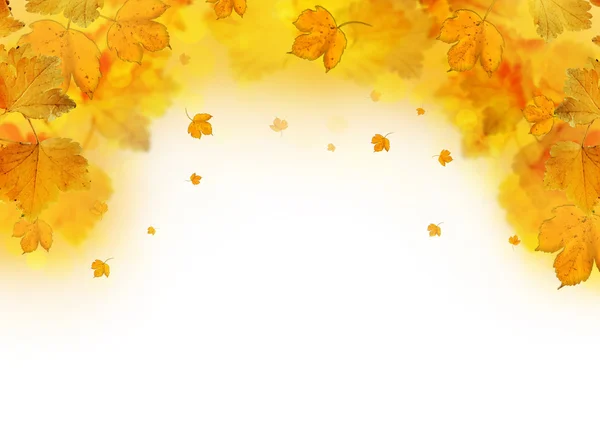 Herbst Blätter fallen Rahmen — Stockfoto