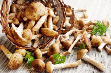 Fresh Armillaria mellea mushrooms