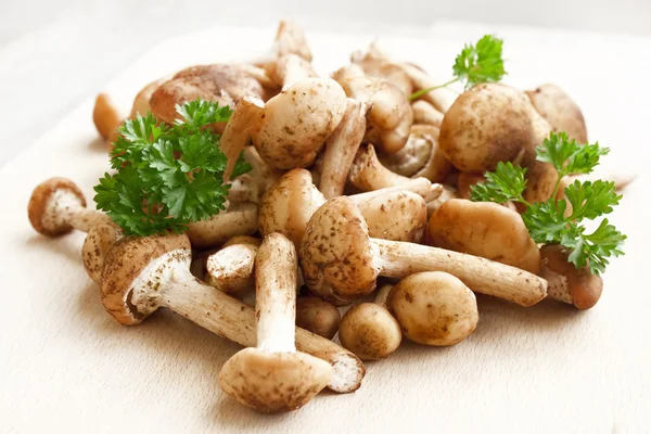 Fresh Armillaria mellea mushrooms — Stok fotoğraf