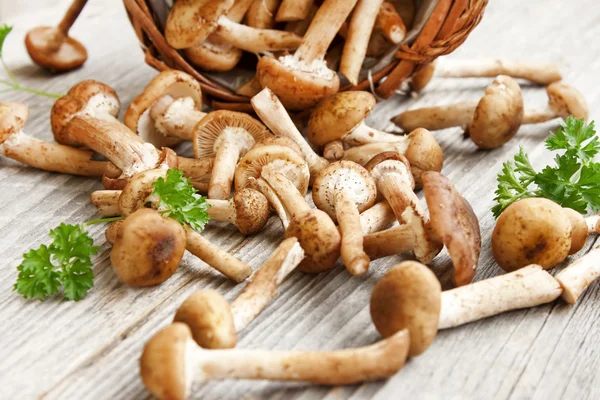 Fresh Armillaria mellea mushrooms — Stok fotoğraf