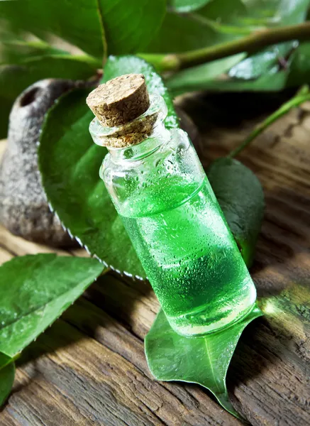 Essential Oil Bottle.Tea Tree Essence — Stock Photo, Image