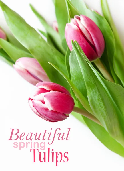 Pink Tulips Isolated on White — Stock Photo, Image