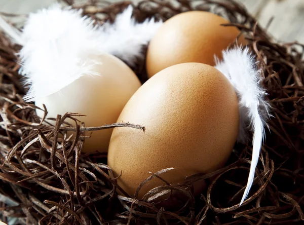 둥지에서 깃털을 가진 부활절 달걀 — 스톡 사진