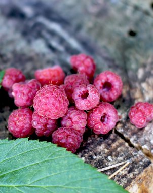 taze ahududu kapatmak