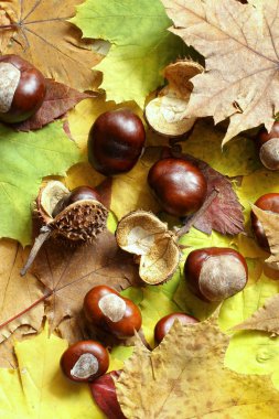 kestane ile kuru akçaağaç yaprakları