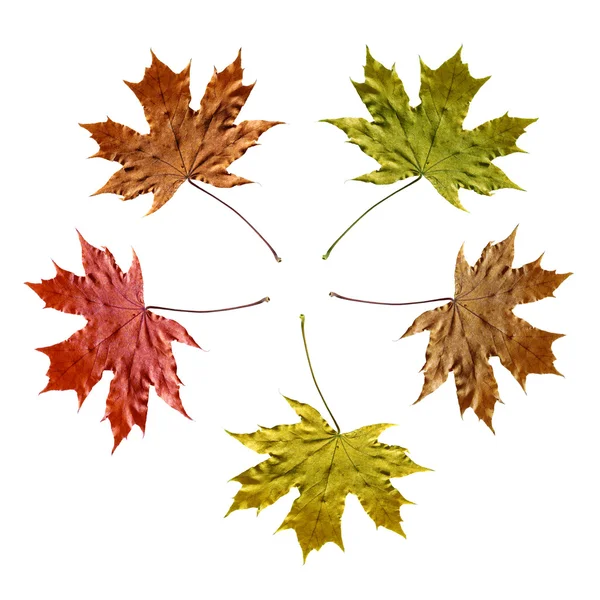 Color maple leaves — Stock Photo, Image