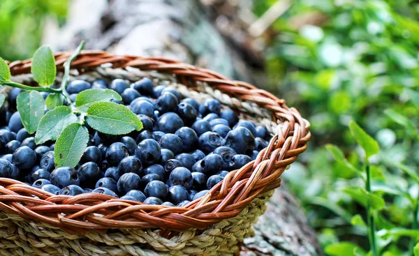 Blaubeere im Korb — Stockfoto