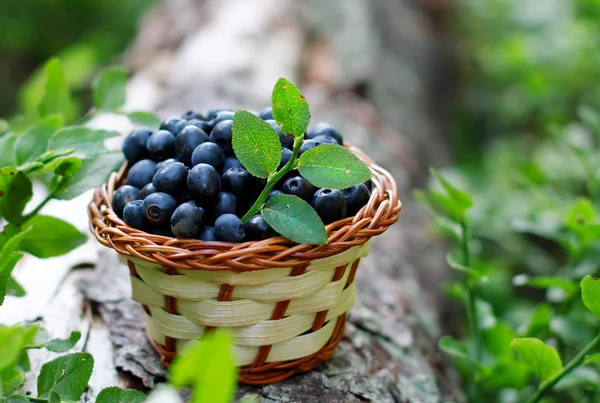 Schöne Blaubeeren — Stockfoto