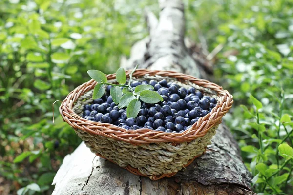 Blaubeeren — Stockfoto